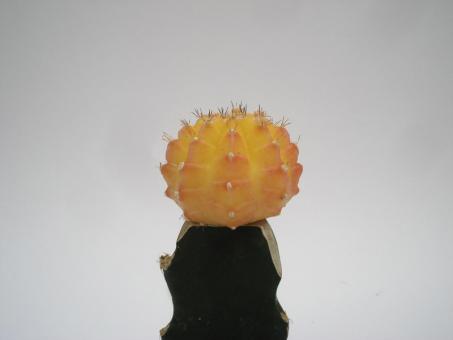 Gymnocalycium mihanovichii Yellow VE % 