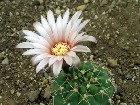 Gymnocalycium monvillei VoS1266 