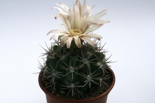 Gymnocalycium mostii P201 e. of Copina, Cordoba, ARG, 1200m 