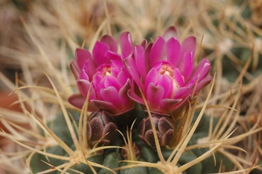 Gymnocalycium neuhuberi *3^ 