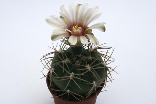 Gymnocalycium nigriareolatum ssp. densispinum P24 