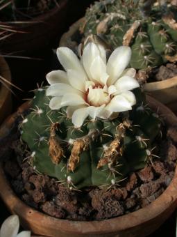 Gymnocalycium quehlianum 