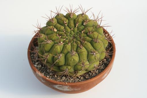 Gymnocalycium saglione STO23 