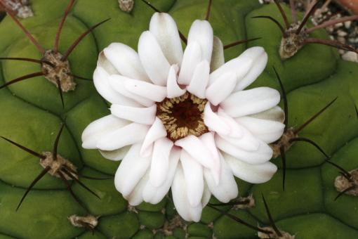 Gymnocalycium saglione 