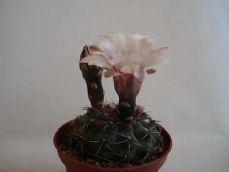 Gymnocalycium stellatum 