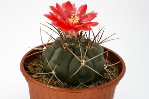 Gymnocalycium tillianum 