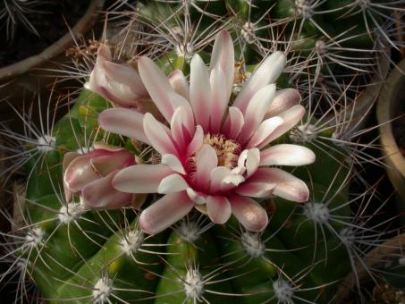 Gymnocalycium valnicekianum P83 Capilla del Monte, Cordoba, ARG, 1000m 