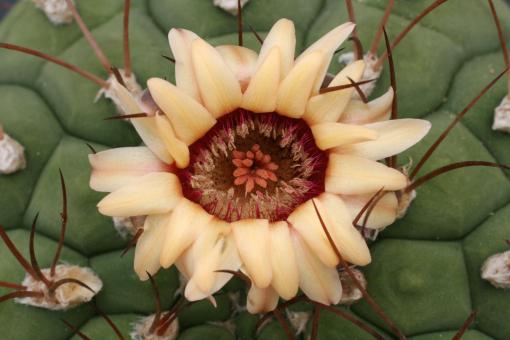 Gymnocalycium zegarrae VoS2098 