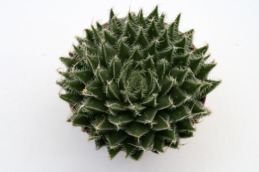 Haworthia arachnoidea 