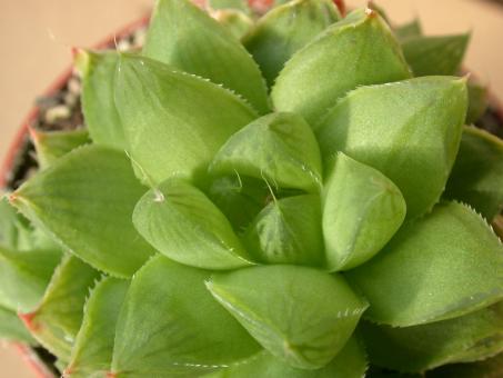 Haworthia cuspidata 