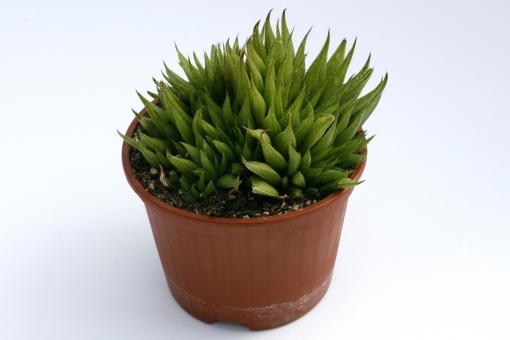 Haworthia monticola 