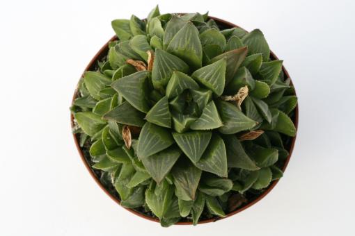 Haworthia pygmaea 