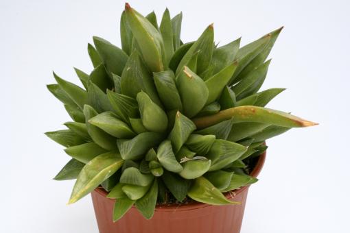 Haworthia retusa 