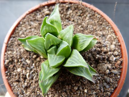 Haworthia ryderiana 