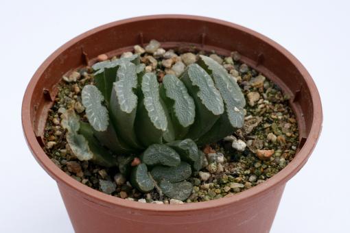 Haworthia truncata 