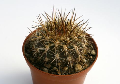 Horridocactus albicans n. n. 