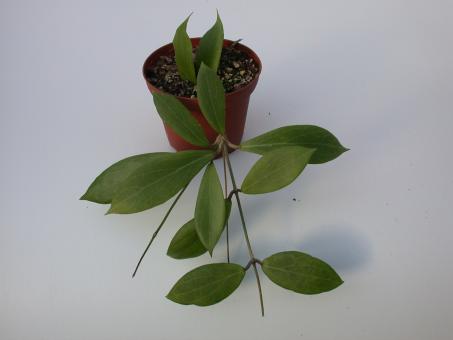 Hoya camphorifolia IPPS0277 