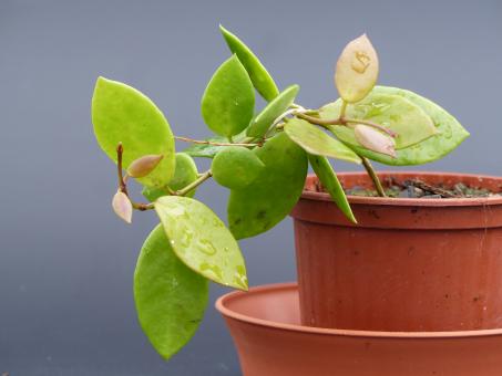 Hoya halophila IPPS1114 