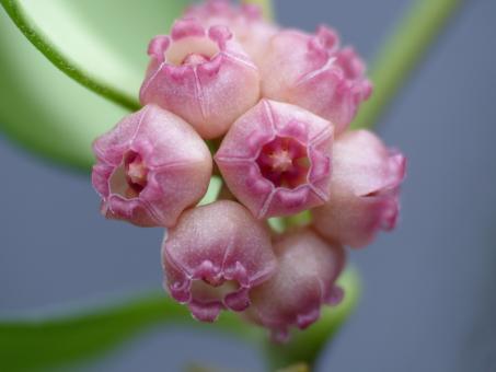 Hoya heuschkeliana 