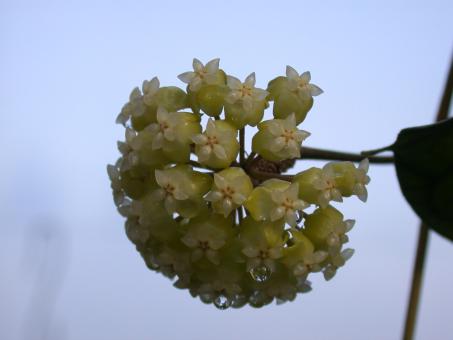 Hoya meredithii IPPS3774 