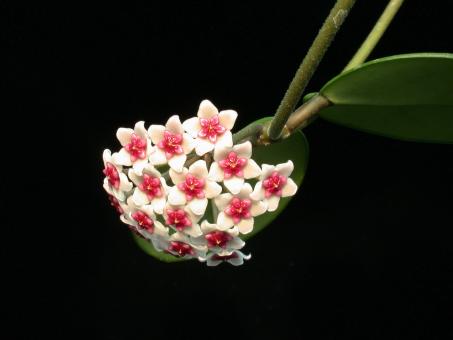 Hoya obovata aff. IPPS8872 