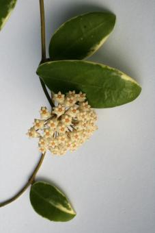 Hoya parasitica f. variegata 