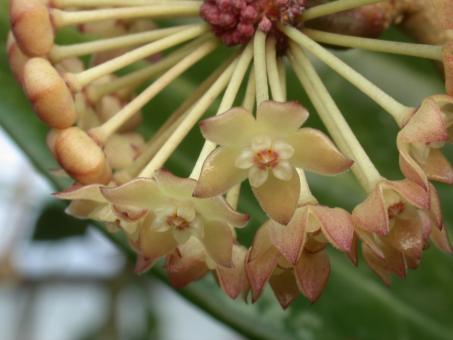 Hoya polystachya IPPS0135 