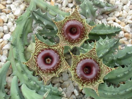 Huernia zebrina 