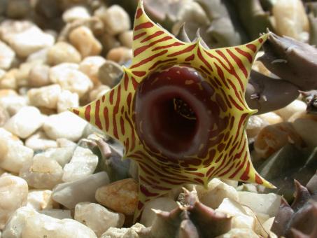 Huernia zebrina 