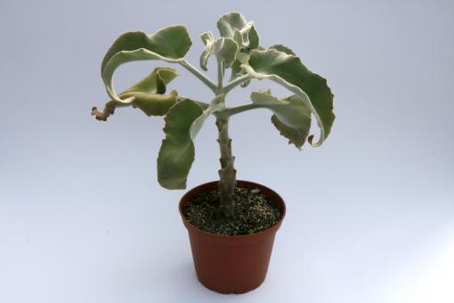 Kalanchoe beharensis 