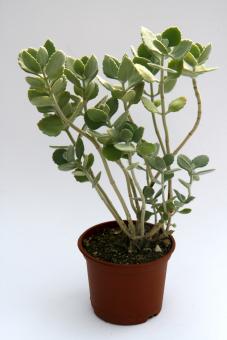 Kalanchoe millotii 