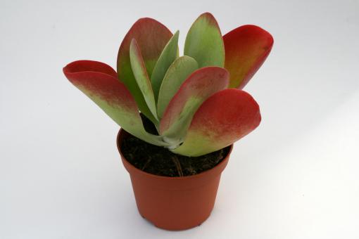 Kalanchoe thyrsiflora Red Lips 