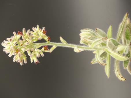 Kalanchoe tomentosa v. rauhii Madagascar 