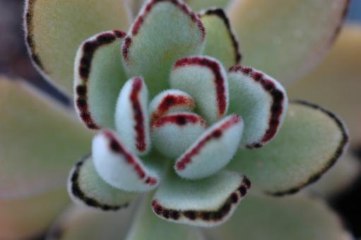 Kalanchoe tomentosa Madagascar 