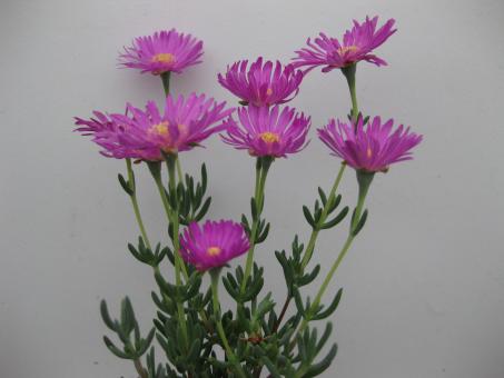 Lampranthus cv. pink flower 