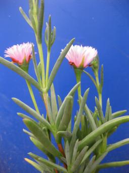 Lampranthus cv. rosa Blüte 