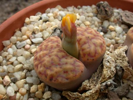 Lithops bromfieldii C368 25km se. of Upington, Cape Province, RSA 