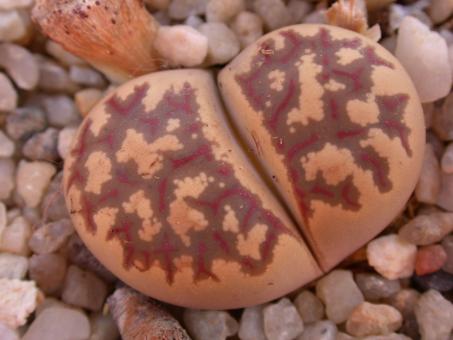 Lithops dorotheae C124 