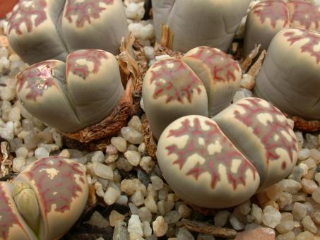 Lithops dorotheae C300 15km n. of Pofadder, Cape Province, RSA 