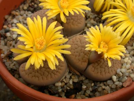 Lithops hookeri ssp. subfenestrata C156 5km n. of Prieska, Cape Province, RSA 