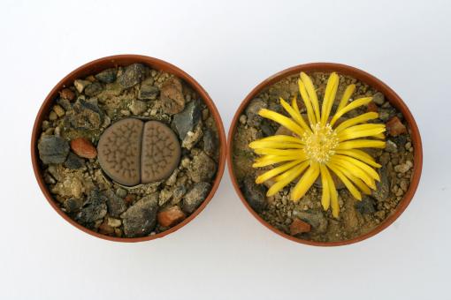 Lithops hookeri ssp. subfenestrata 