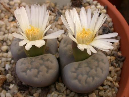 Lithops karasmontana ssp. bella C295 115km sse. of Aus, Namibia 