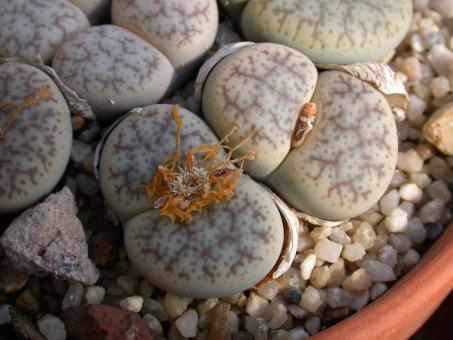 Lithops pseudotruncatella ssp. volkii C69 45km s. of Windhoek, Namibia 