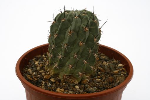 Lobivia glauca 