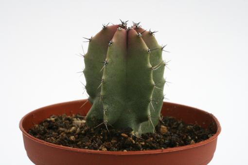 Lophocereus schottii % 