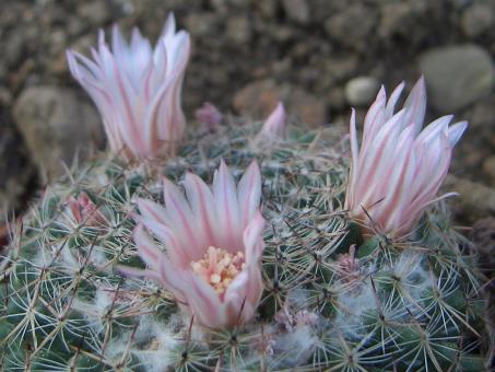 Mammillaria arroyensis Rep1054 Dr. Arroyo, NL, MEX, 1900m 