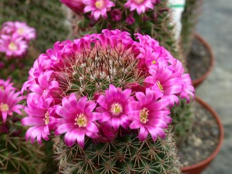 Mammillaria backebergiana 