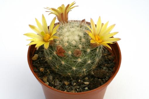 Mammillaria baumii 