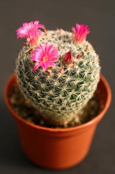 Mammillaria bravoae 