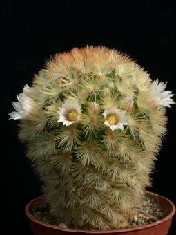 Mammillaria carmenae cv. braune Dornen 